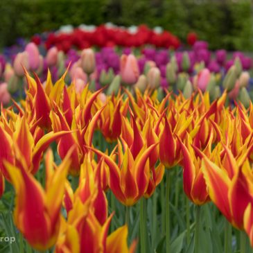 Keukenhof 2018