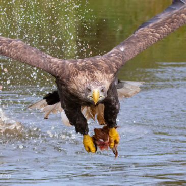 De Valk Roofvogels 21-08-2021