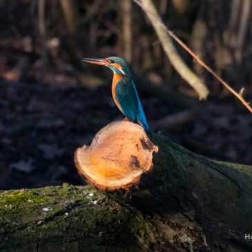 IJsvogelbroedwanden Starkriet